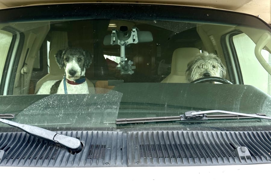 Two dogs in an RV rental: a black-and-white dog on the left, and a shaggy dog on the right 'driving'. Pet-friendly travel fun!