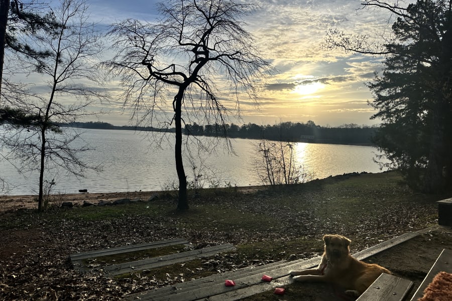 A golden dog rests by a shimmering lake as the sun sets. Enjoy serene moments like this with an RV rental vacation.