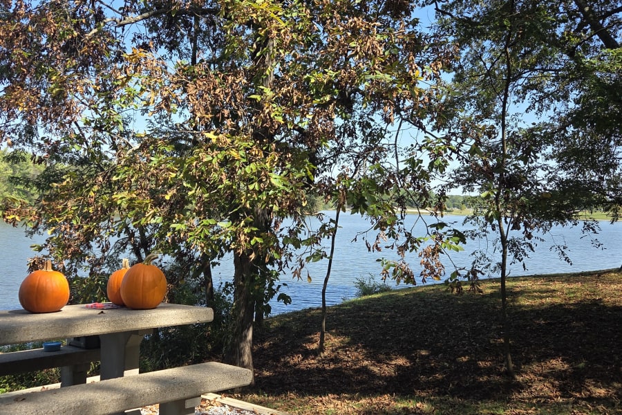 Autumn joy by the lake! Pumpkins on a stone picnic table, perfect for an RV rental camping experience.
