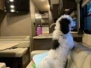 2020 A.C.E  by Thor Motor Coach for rent in 92054