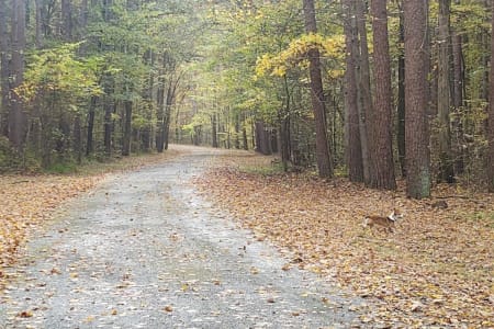 DixonSpringsStatePark Rv Rentals