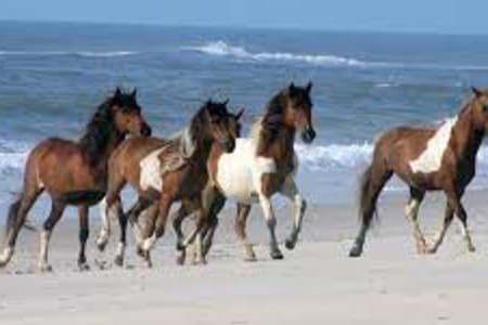 AssateagueStatePark Rv Rentals