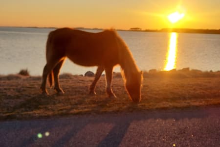 AssateagueStatePark Rv Rentals