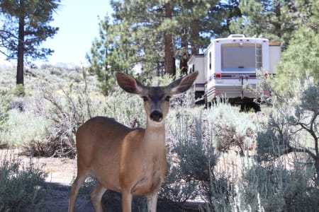 Mcarthur-BurneyFallsMemorialStatePark Rv Rentals