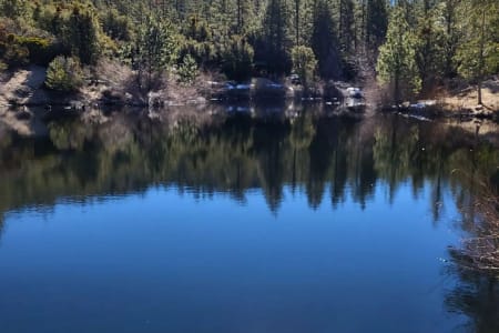 Palmdale CA Skoolie in the Forest (short converted school bus)