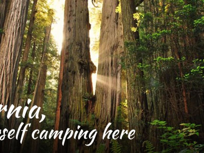 Camp in a Redwood Forest