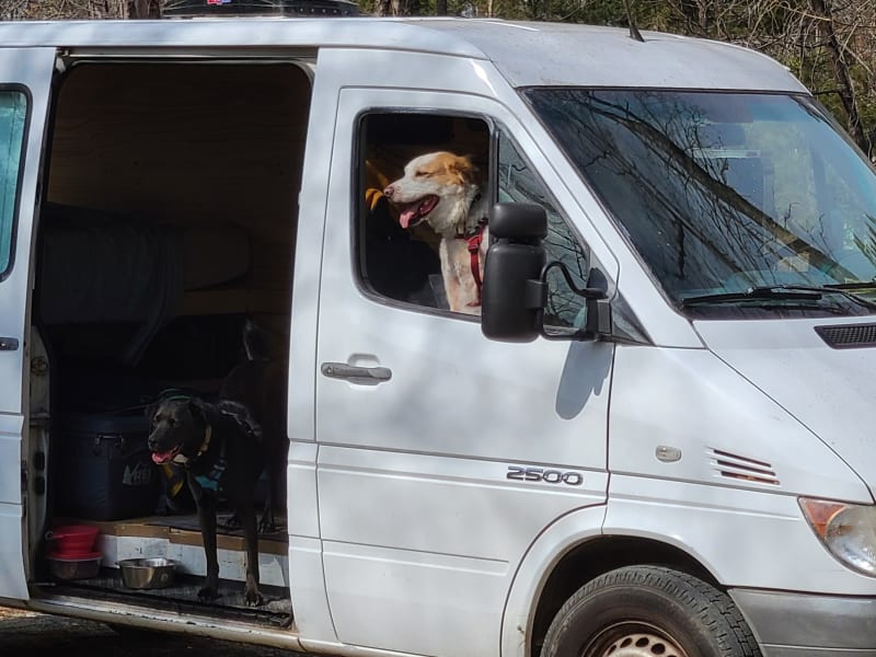 Picture of the pups enjoying a camping trip in Saxapahaw!