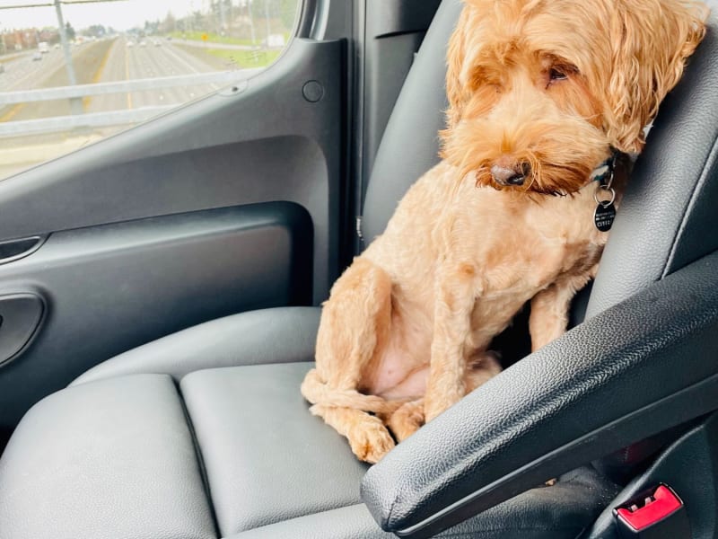 Birdie the dog… the trusty copilot.