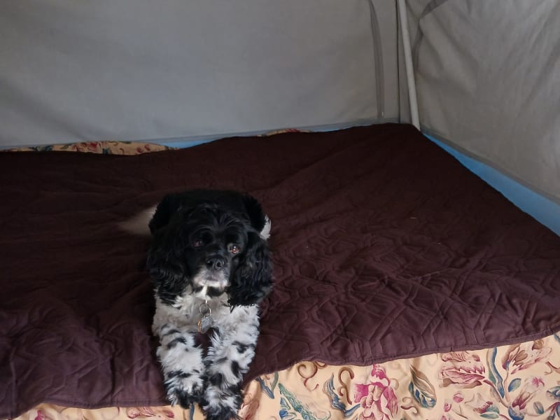 One of the two queen beds. Comes fully made up with linens, duvet, and pet protector cover. 