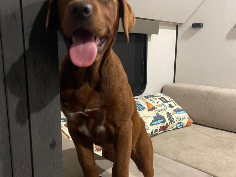 Our dog Rosie in the bunk room, we are hoping for other families to bring their four legged family members!