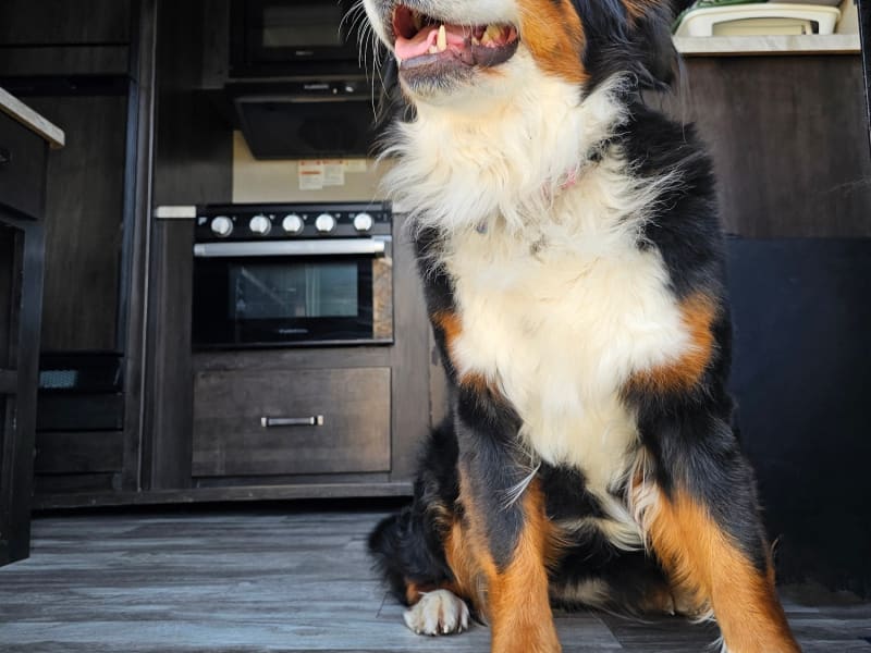 This is Stella. She loves this Trailer. She is not included. Thanks for looking!
