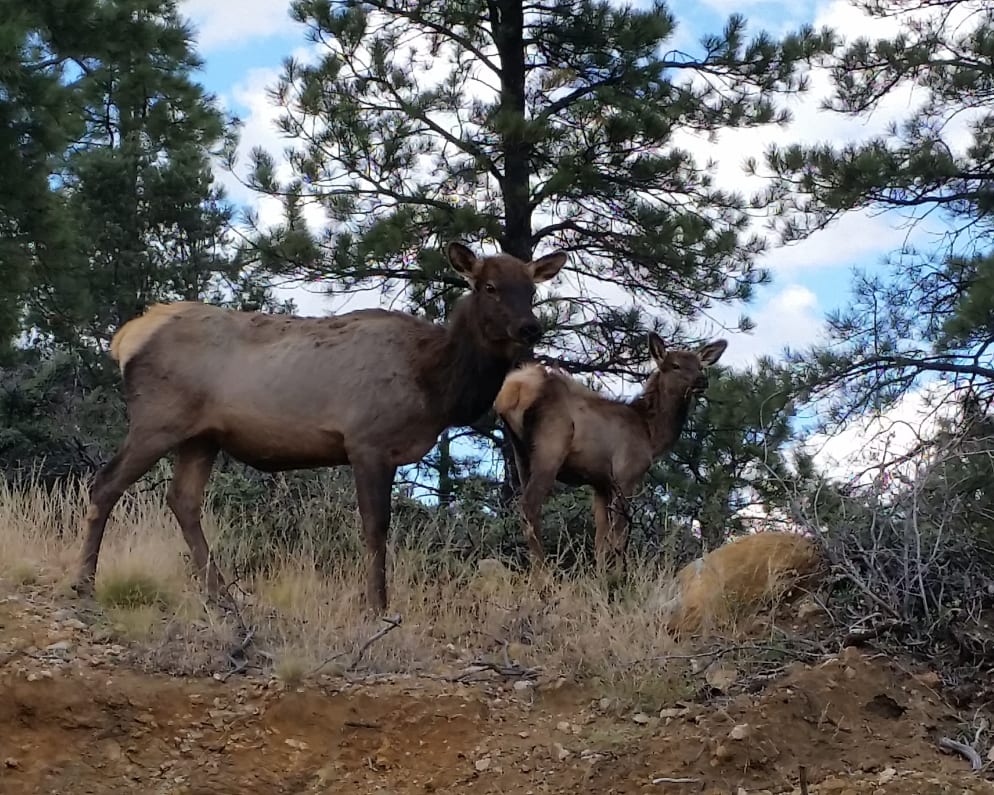 spotted some elk on our hike!