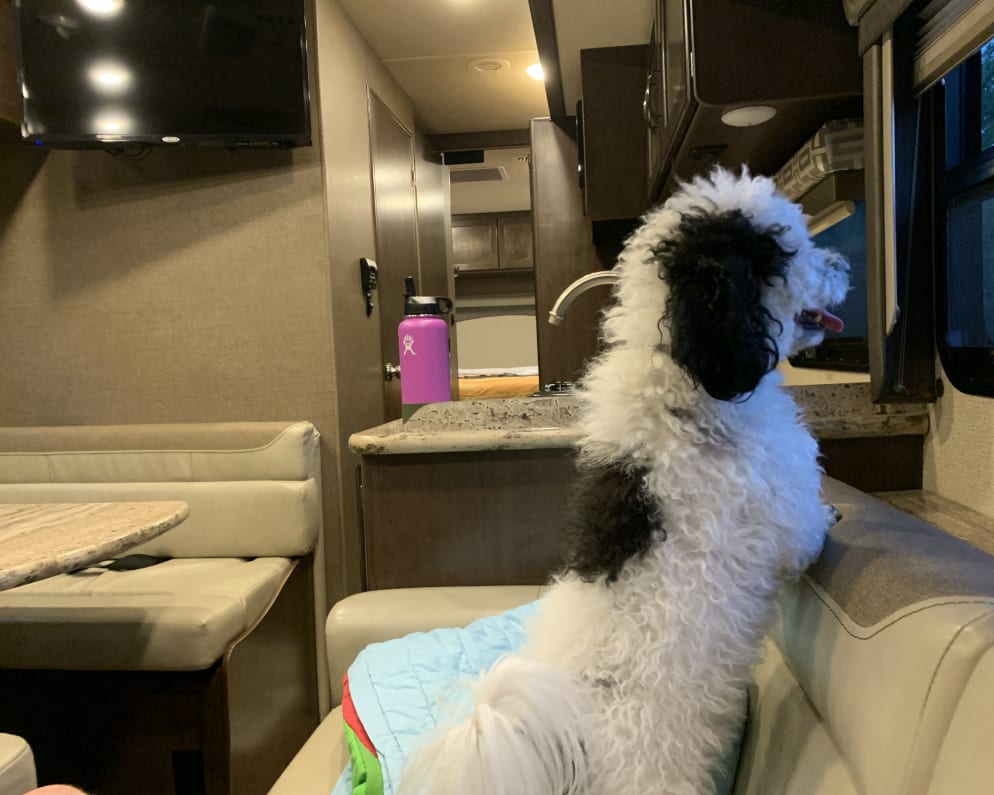 2020 A.C.E  by Thor Motor Coach for rent in 92054