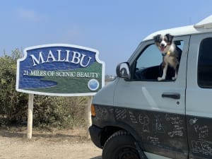 pets 4 home near me