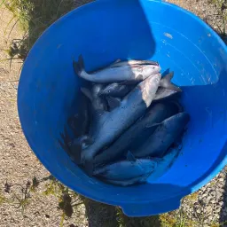 Commenter la photo 3