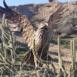 Commenter la photo 1