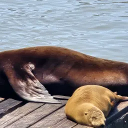 Commenter la photo 11