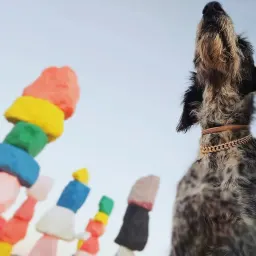 Commenter la photo 2