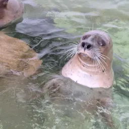 Recensisci la foto 1