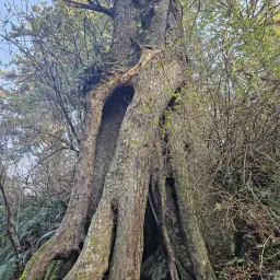 Recensisci la foto 39