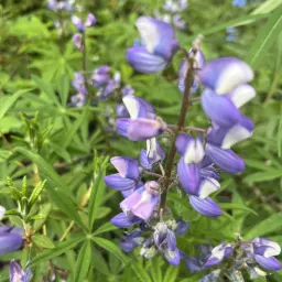 Commenter la photo 6