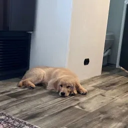 Commenter la photo 1