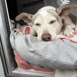 Recensisci la foto 14