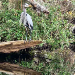 Commenter la photo 1