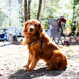 Commenter la photo 2