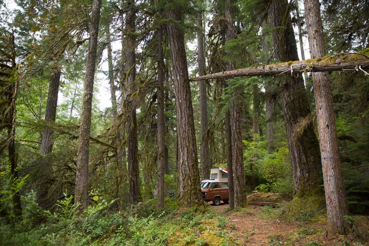 A brown RV rental camper van is parked on a dirt path amidst towering, moss-covered trees in a lush forest—ideal for getaways.. Volkswagen Vanagon 1983