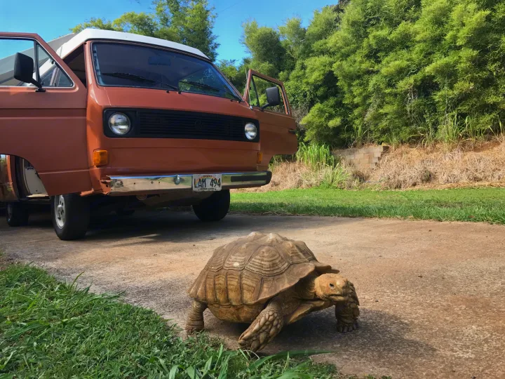 A large tortoise slowly passes a vintage brown VW van with open doors on a paved drive. Explore Hawaii with an RV rental.. VW Westfalia 1982