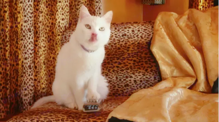 A white cat on a leopard print couch with its paw on a guitar pedal. A fun setup for your next RV rental adventure.. Pleasurecraft Canned Ham 1956