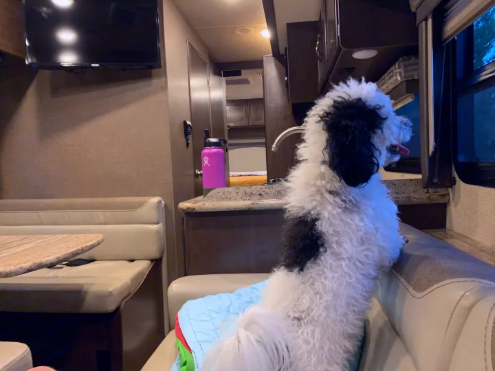 Pet-friendly RV rental: A happy black and white dog enjoys the view from its comfy dinette.. Thor Motor Coach A.C.E 2020