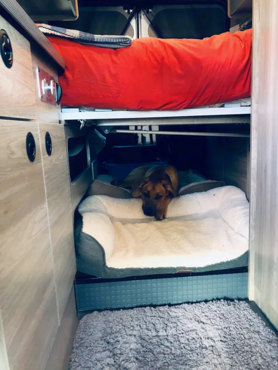 RV rental: This camper van features a clever bunk bed with a cozy dog bed below, where a brown dog rests comfortably.. Winnebago Winnebago 2021