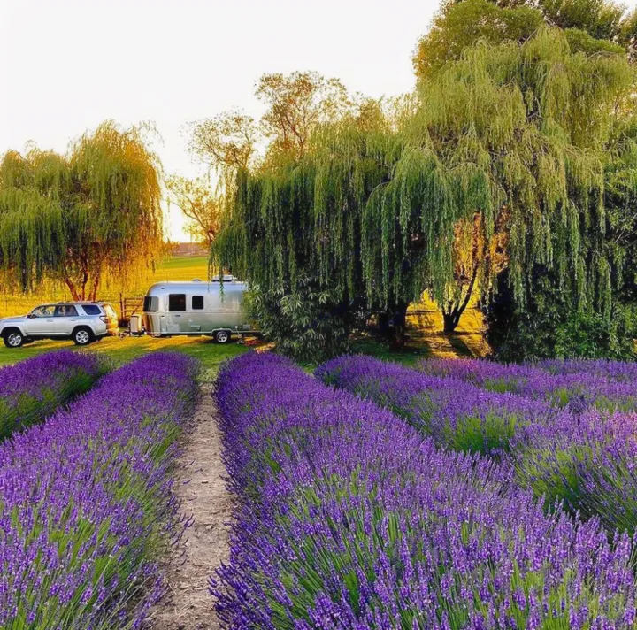 Airstream Bambi 2020