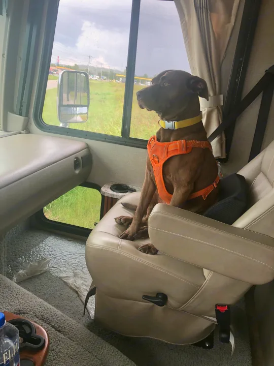 Happy dog enjoys the view from an RV rental, secured in its seat. Perfect pet travel.. Forest River Other 2021