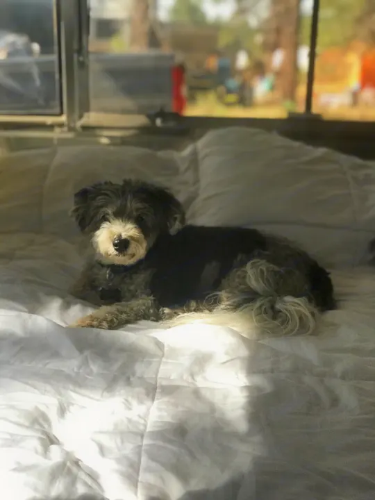 A cute, scruffy dog lies on a white, sunlit bed inside an RV rental, looking attentively at the camera.. Airstream International 2014