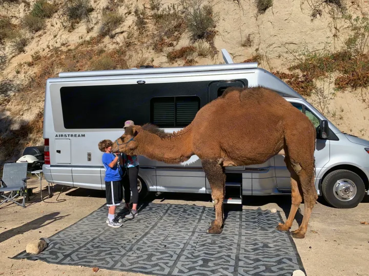 A camel and child by an Airstream Class B RV rental at a campsite. Unique outdoor experience.. Airstream Atlas 2021
