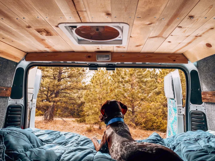 Inside a comfy RV rental, a dog relaxes on a bed, gazing out at a serene pine forest.. Ram Promaster 2020