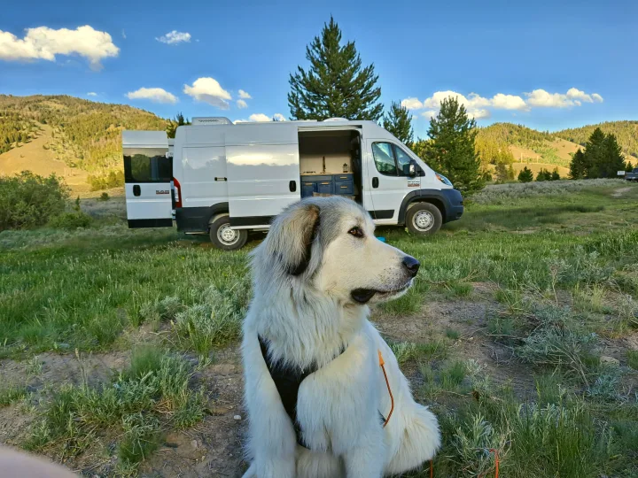 Bring your dog on your adventures.. Dodge Other 2021