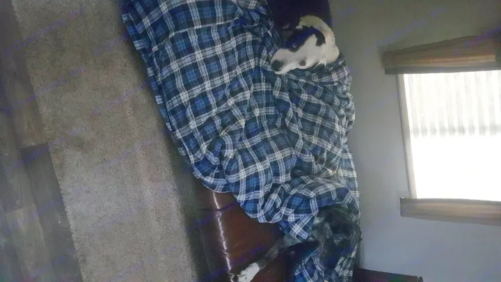 Great Dane X on the fold out bed.. Keystone Bullet 2015