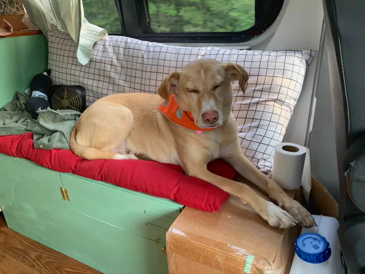 Human tested, Dog approved. Furry friends are welcome!. Mercedes-Benz Sprinter 2013