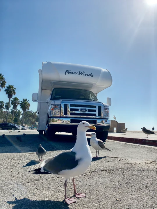Close-up of a seagull with a white "Four Winds" RV rental parked by sunny palm trees and the beach.. Thor Four Winds 2019