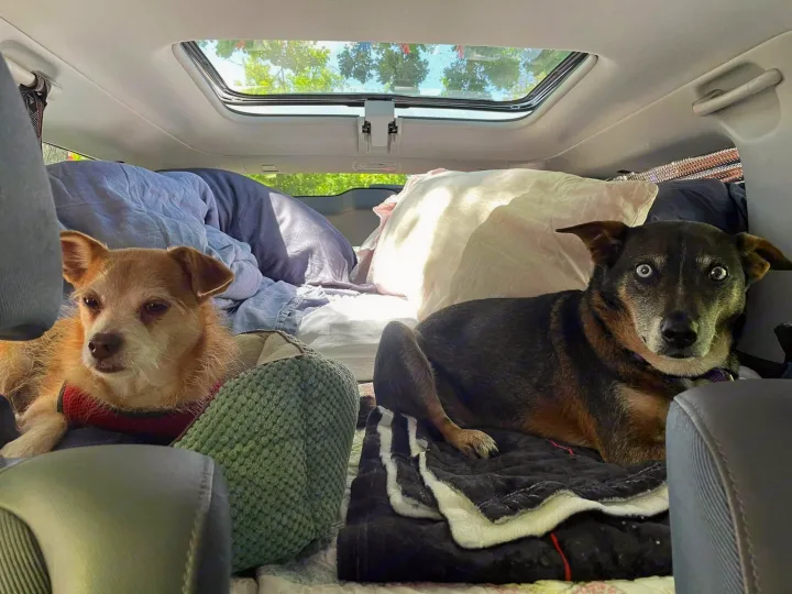 Two dogs are comfy inside an RV rental, set up for car camping. A brown dog and a dark dog enjoy their cozy travel bed.. Honda Element 2003