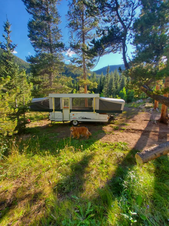 Golden retriever dog at a scenic forest campsite with a pop-up RV rental, surrounded by tall trees and mountains.. Coleman Fairlake 2002