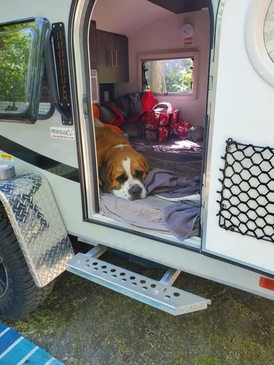 Sleepy dog in a Boondocker RV rental. Cozy, pet-friendly camping awaits for your next adventure.. nuCamp T@G 2021