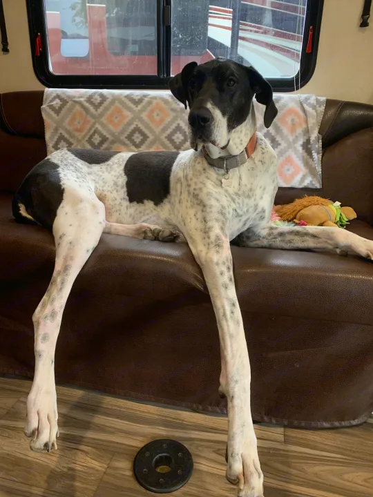 A black & white Great Dane stretches out on a brown couch inside an RV, a cozy spot for your rv rental trip.. Forest River Stealth 2018