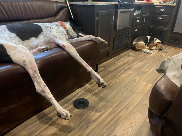 Two contented dogs nap in a pet-friendly RV rental. A large spotted dog sprawls on the brown couch, a smaller one curls on the floor.. Forest River Stealth 2018