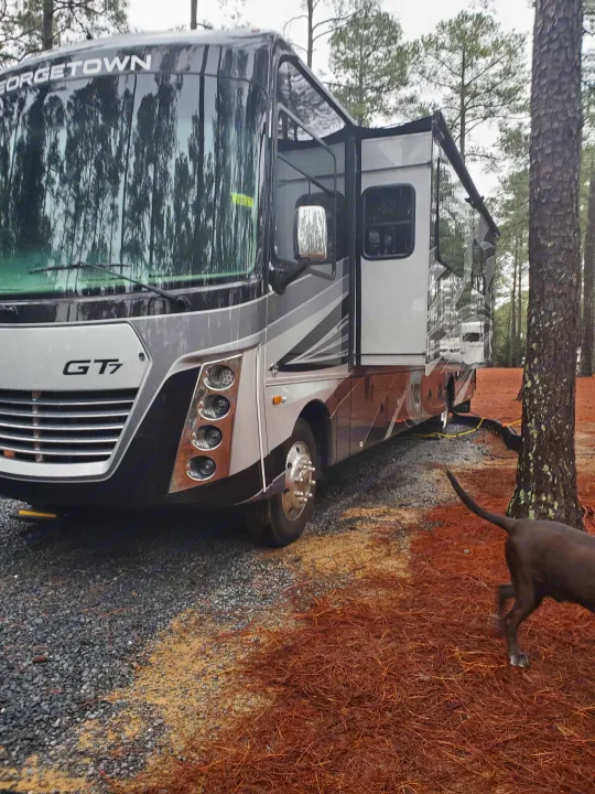A large Georgetown GT7 RV rental is parked at a forested campsite, with a dog strolling by.. Forest River Georgetown GT7 2021