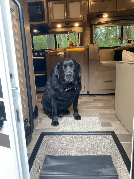 A black Labrador sits comfortably in a spacious RV rental. See the cozy kitchen and living area from the entryway.. Thor Magnitude GA 2022